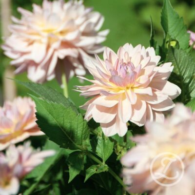 Dahlia 'Dianas Memory'