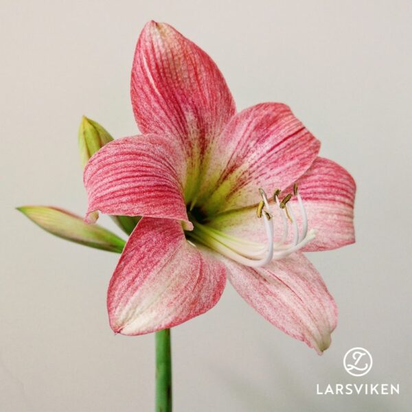 Amaryllis 'Cherry Blossom'