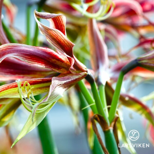 Amaryllis 'Mystica'