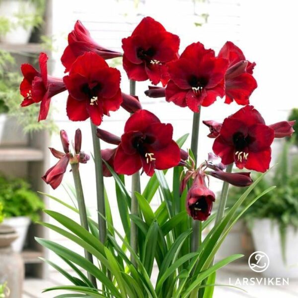 Multiamaryllis 'Red Garden'