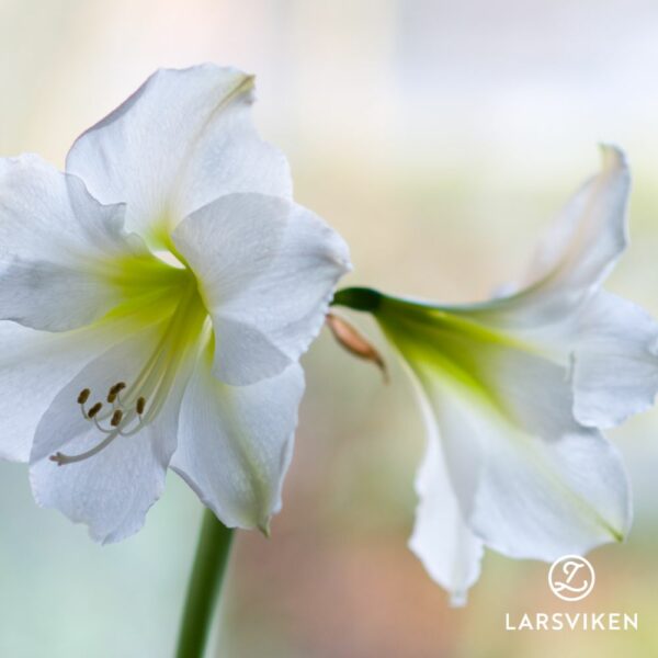 Amaryllis 'Siberia'