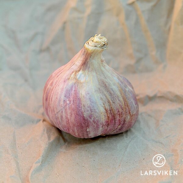 Vitlök 'Slavin II'