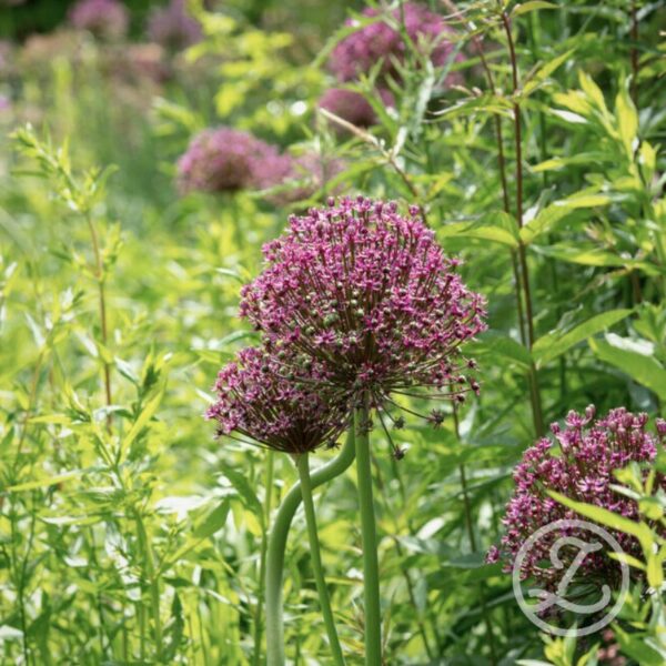 Allium 'Miami'