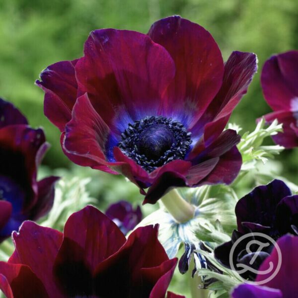 Italiensk anemon 'Bordeaux'