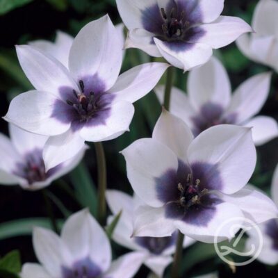 Botanisk tulpan 'Alba Coerulea Oculata'