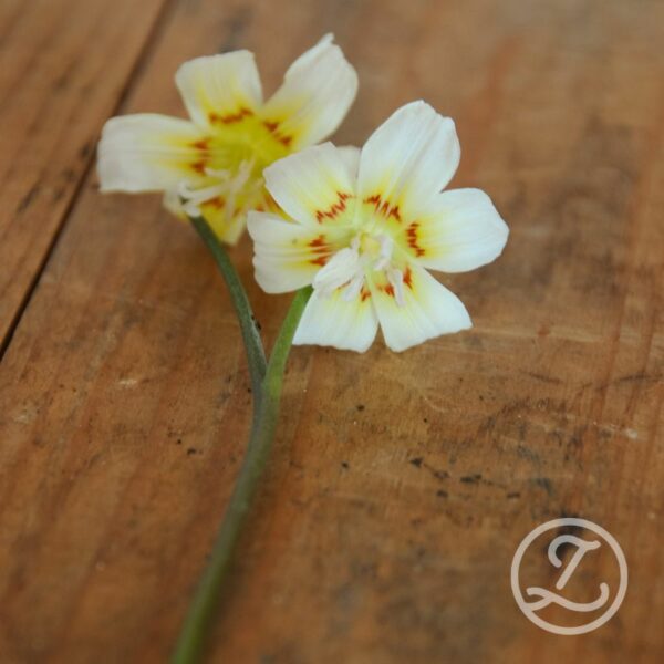 Hundtandlilja 'White Baby'