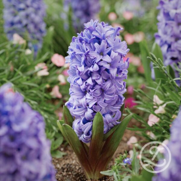 Hyacint 'Delft Blue'