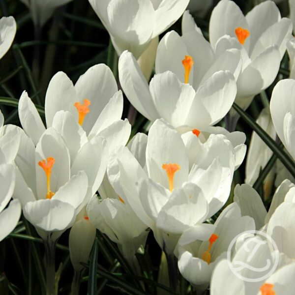 Krokus 'Jeanne D'Arc'