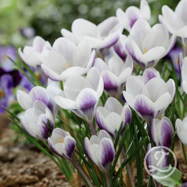 Krokus 'Prince Claus'
