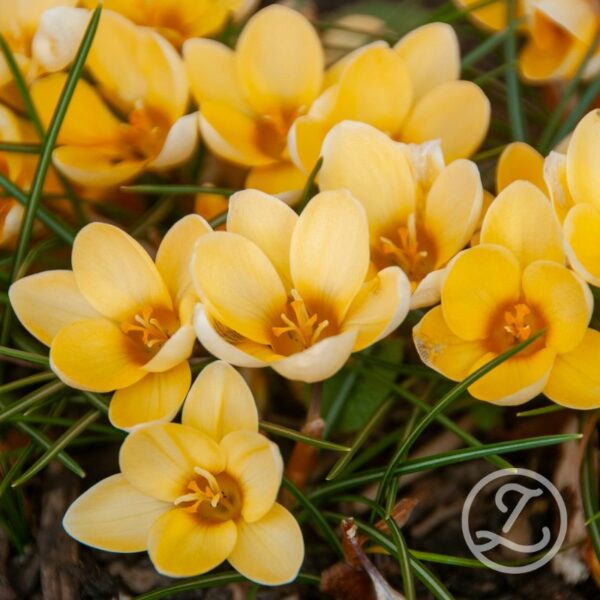 Krokus 'Romance'