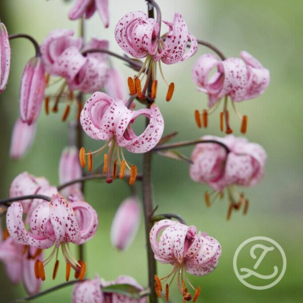 Krollilja 'Purple Morning'