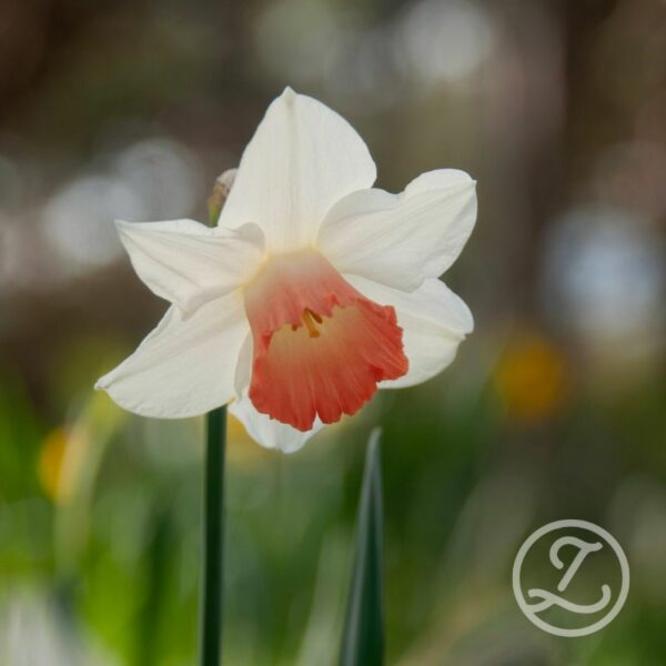 Narciss 'Pink Charm'