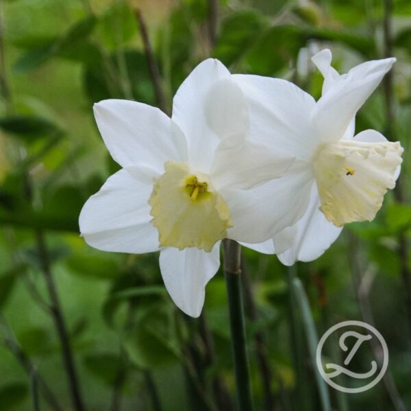 Narciss 'Papillon Blanc'