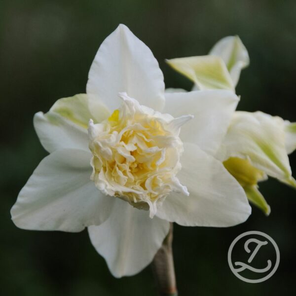 Narciss 'White Lion'