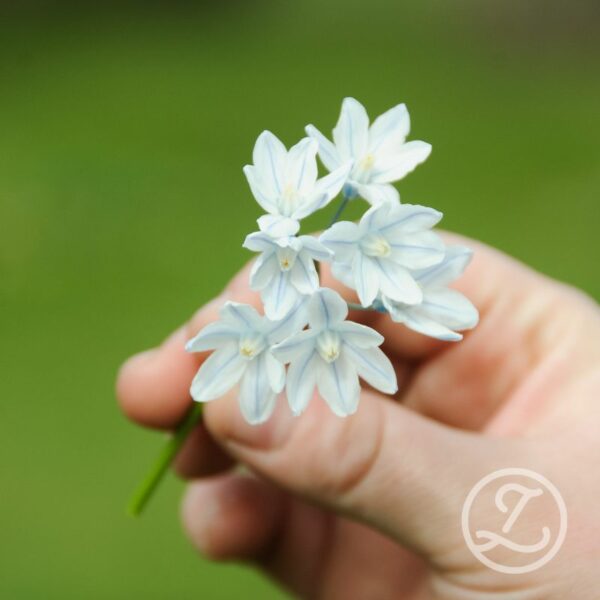 Porslinshyacint 'Alba'
