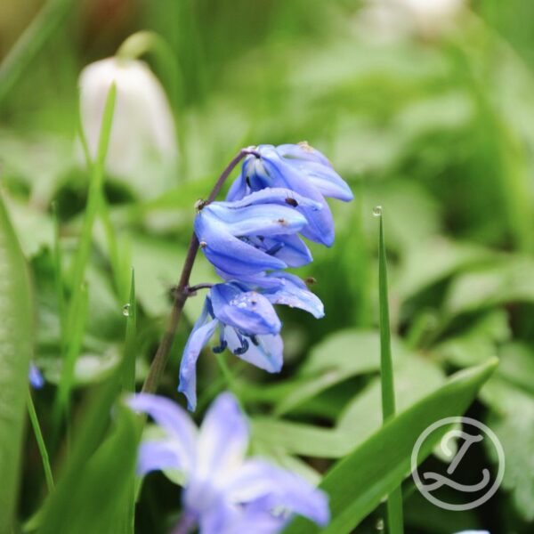 Blåstjärna / Scilla