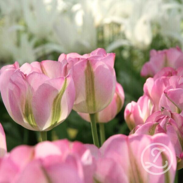 Tulpan 'Groenland'