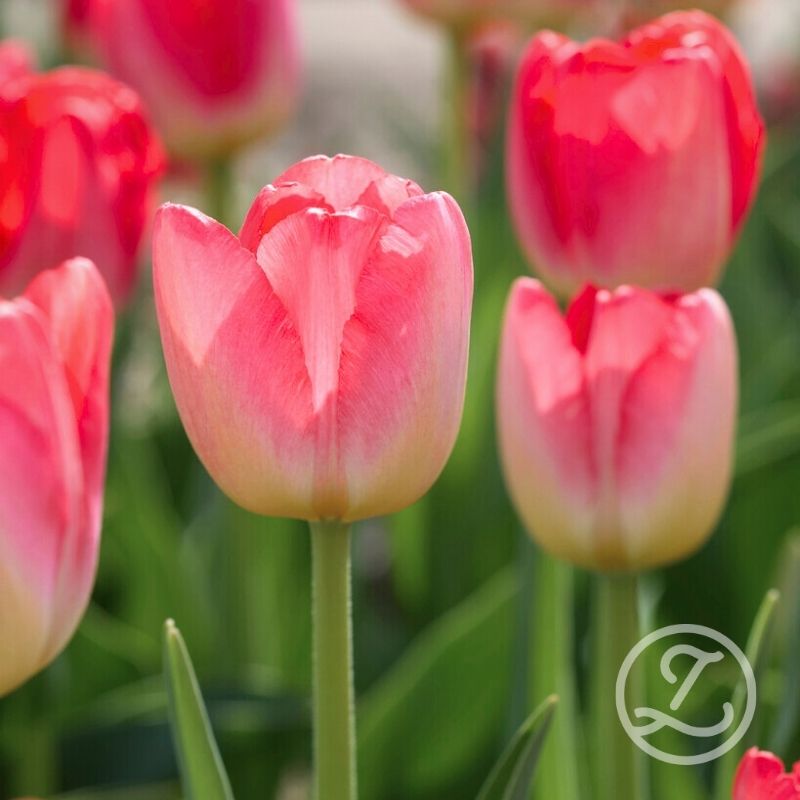 Tulpan 'Judith Leyster'