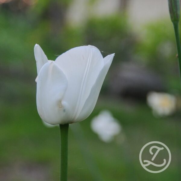 Tulpan 'Royal Virgin'