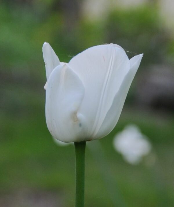 Tulpan 'Royal Virgin'