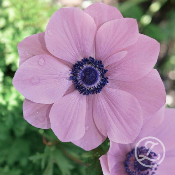 Italiensk anemon 'Edge Rosa'