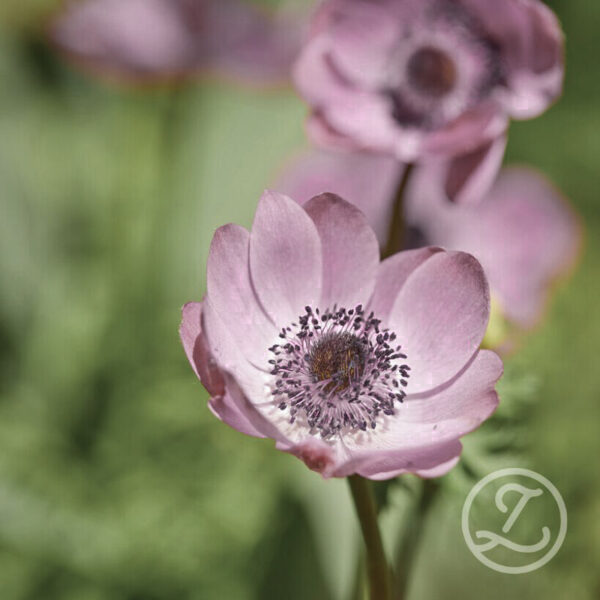Italiensk anemon 'Rosa Chiaro'