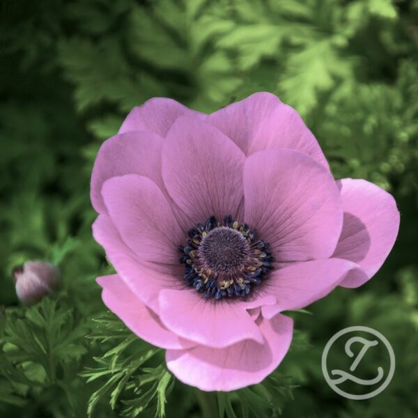 Italiensk anemon 'Rosa Chiaro'