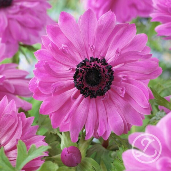 Anemon 'Admiral'