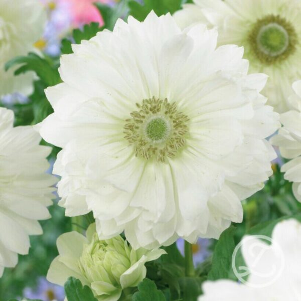 Anemon 'Mount Everest'