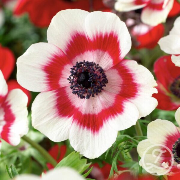 Anemon 'Bicolor'