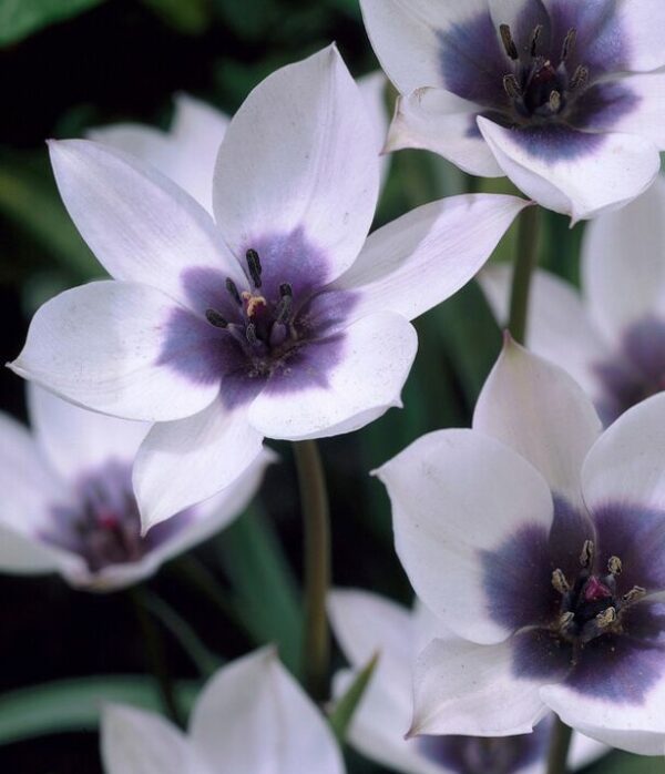 Botanisk tulpan 'Alba Coerulea Oculata'