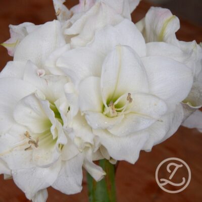 Multiamaryllis 'White Garden'