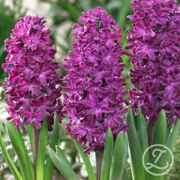 Hyacint 'Woodstock'