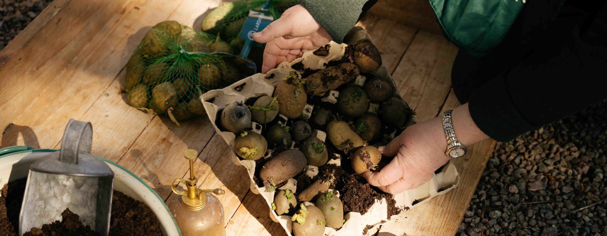 tidig-, sommar- eller sen potatis?