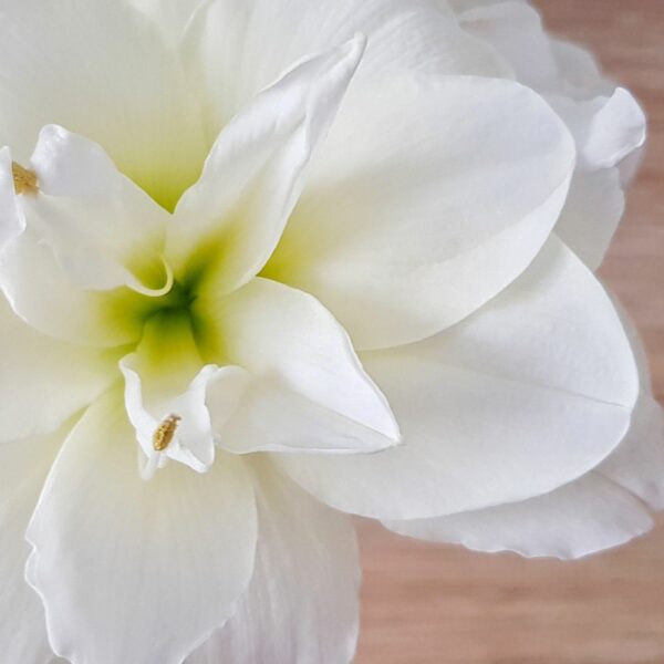 Amaryllis 'Akiko'