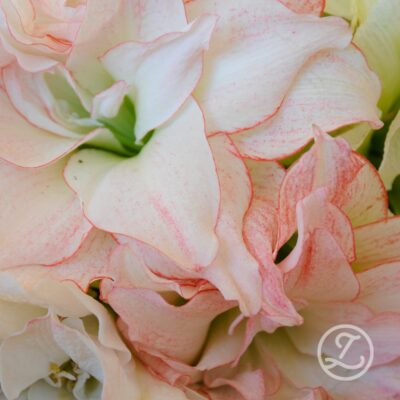 Amaryllis 'Aphrodite'