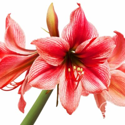 Amaryllis 'Charisma'