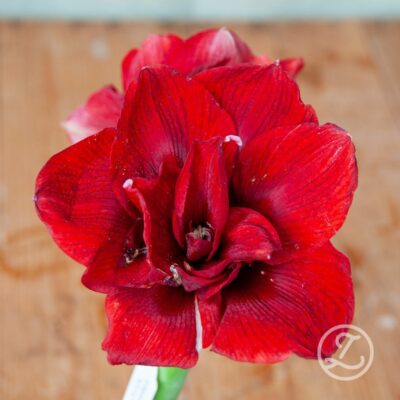 Amaryllis 'Double King'
