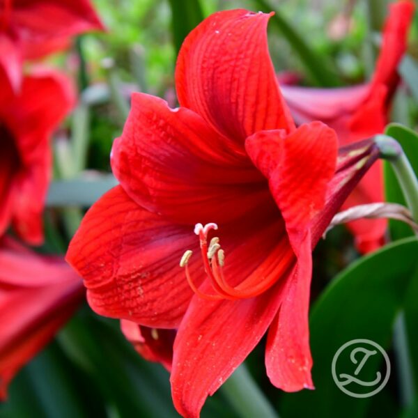 Amaryllis 'Floris Hekker'
