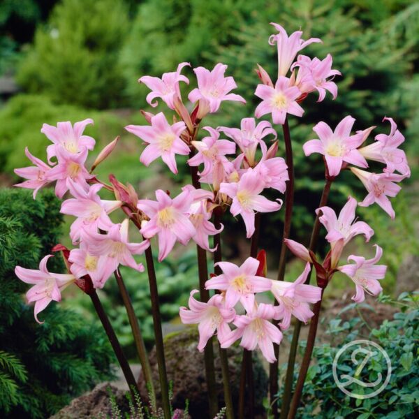 Multiamaryllis 'Pink Garden'