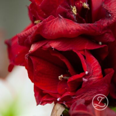 Amaryllis 'Red Pearl'