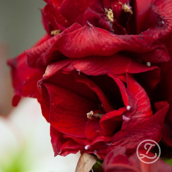 Amaryllis 'Red Pearl'