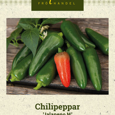 Chilipeppar 'Jalapeno M'