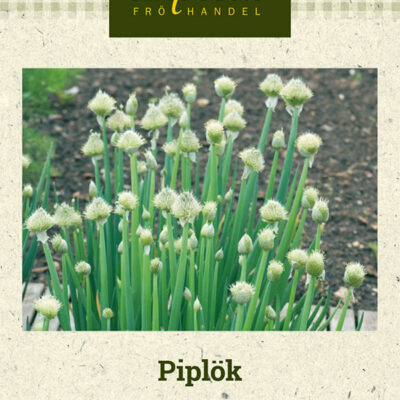 Piplök 'Winter Nest'