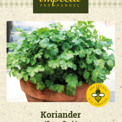 Koriander 'Green Bush'