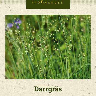 Darrgräs