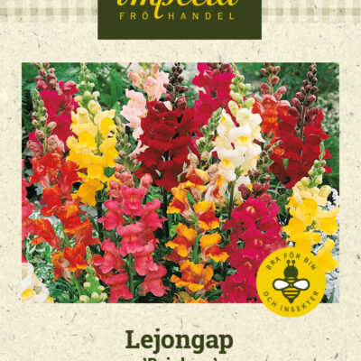 Lejongap 'Rainbow'