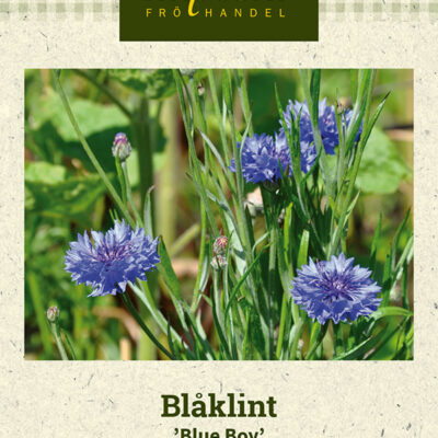 Blåklint 'Blue Boy'