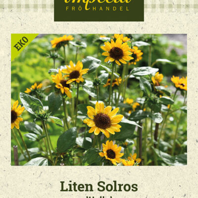 Liten Solros 'Hella'