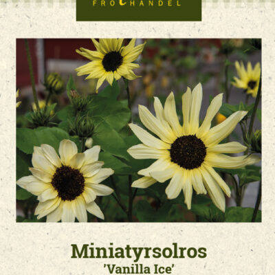 Miniatyrsolros 'Vanilla Ice'